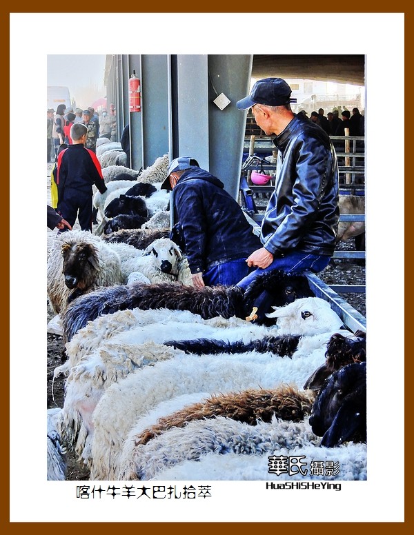 2023西行游记（新疆074）—牛羊大巴扎交易拾萃（喀什）