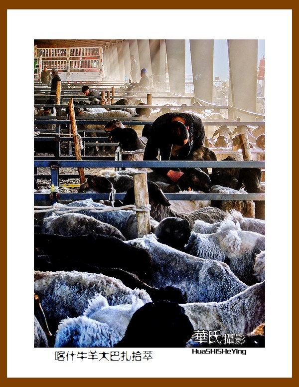 2023西行游记（新疆074）—牛羊大巴扎交易拾萃（喀什）