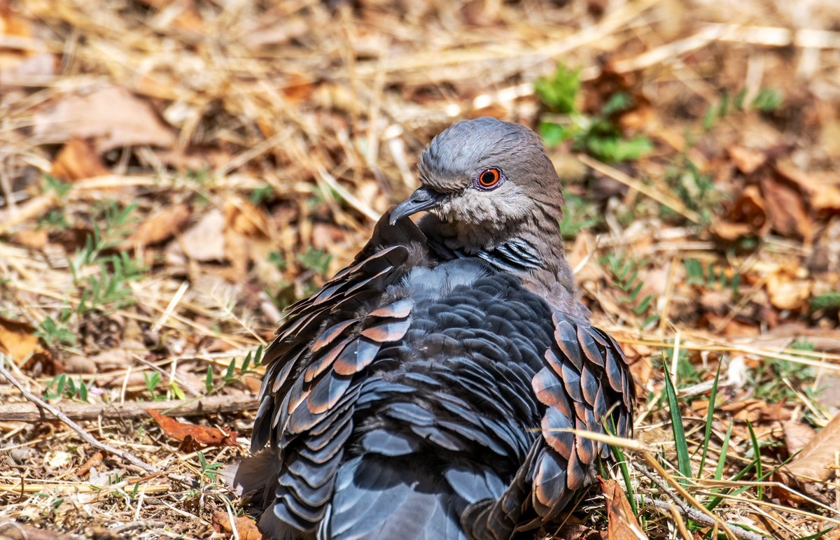 斑鸠晒太阳（六）