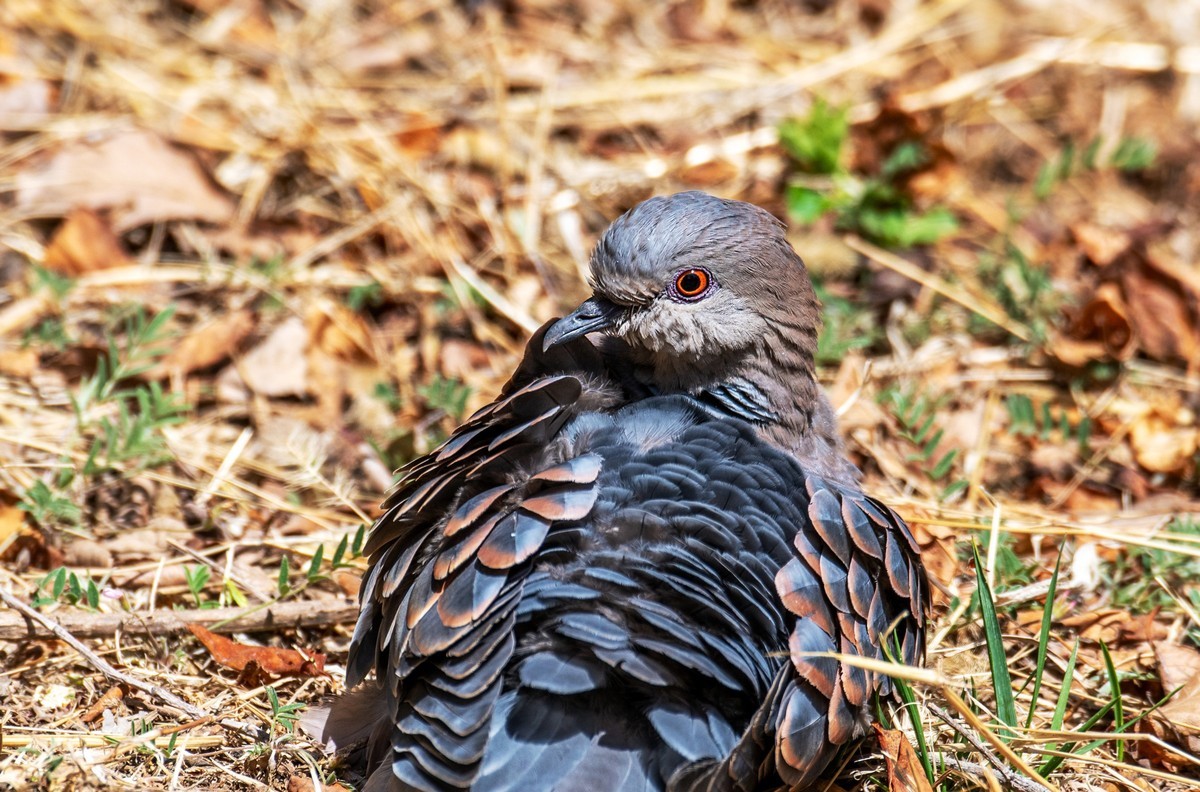 斑鸠晒太阳（六）