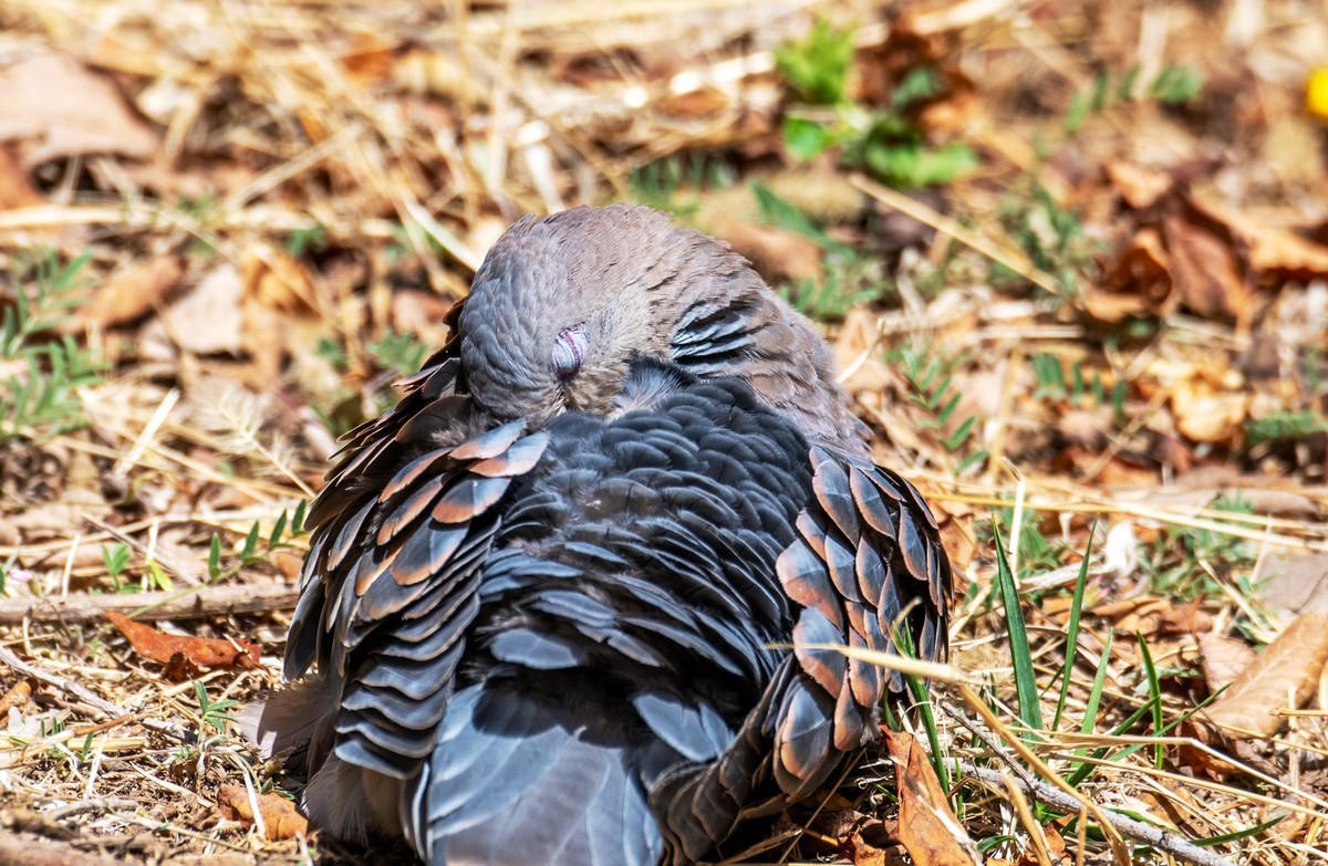 斑鸠晒太阳（六）
