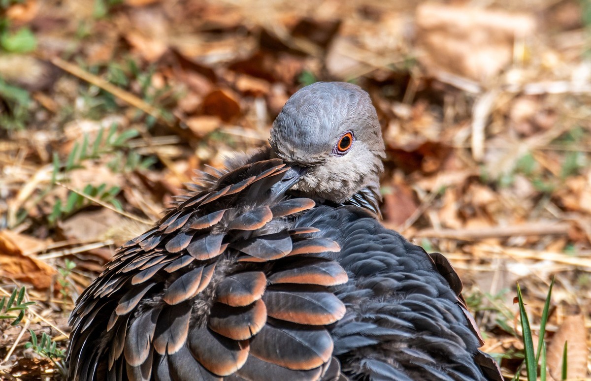 斑鸠晒太阳（六）
