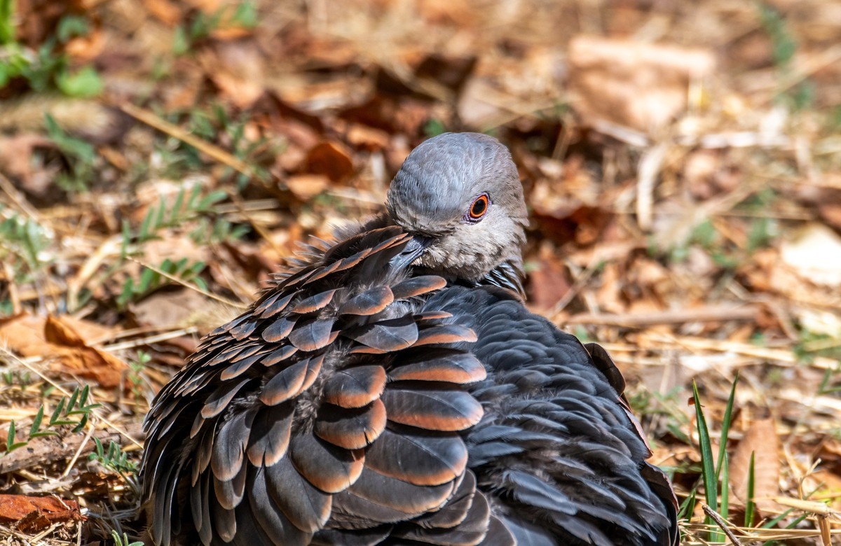 斑鸠晒太阳（六）