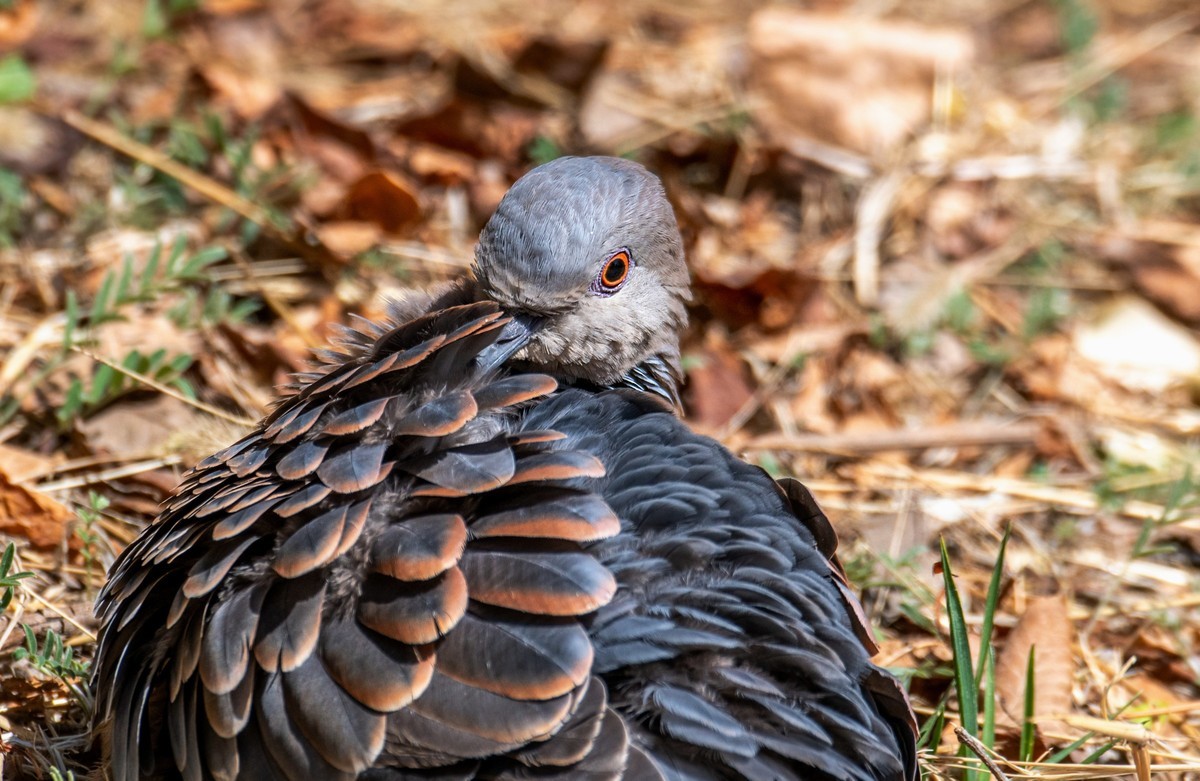 斑鸠晒太阳（六）