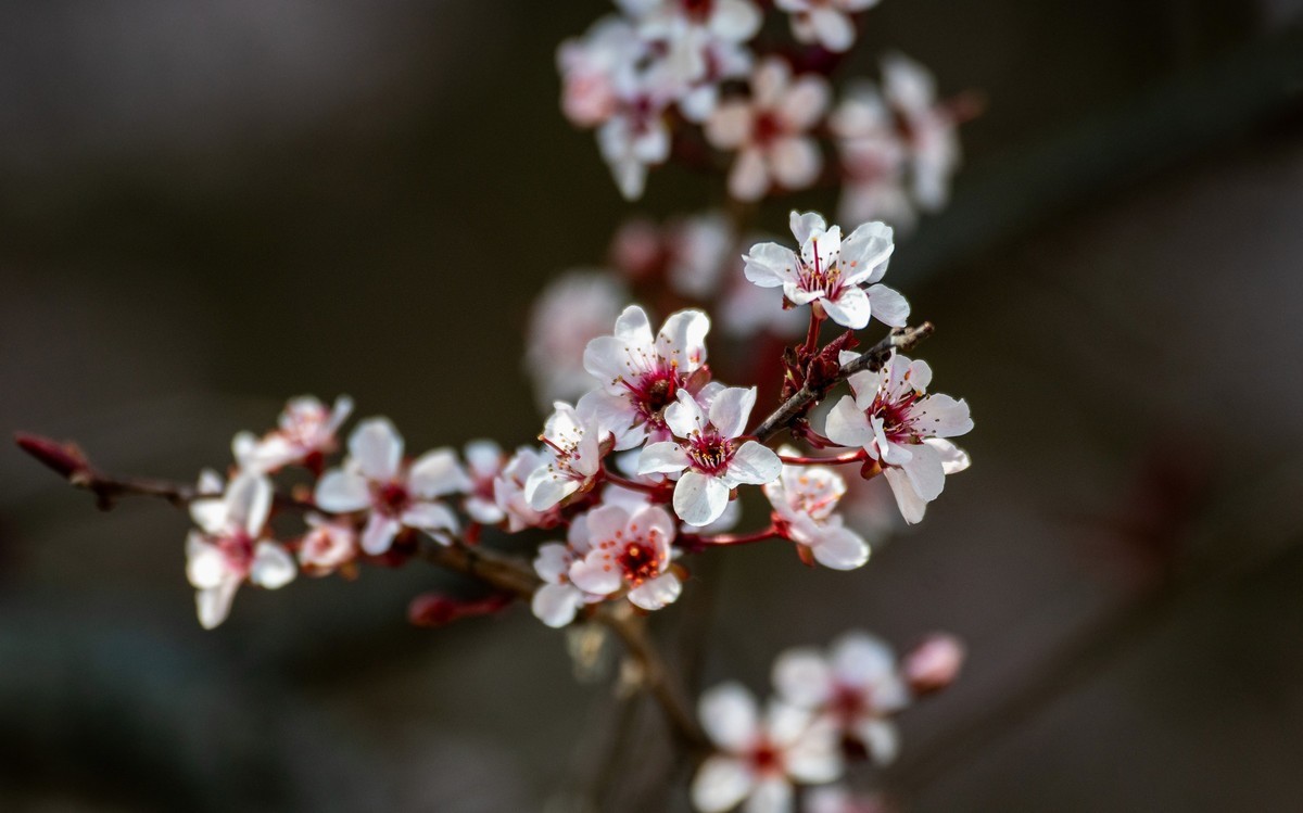 春花（十一）