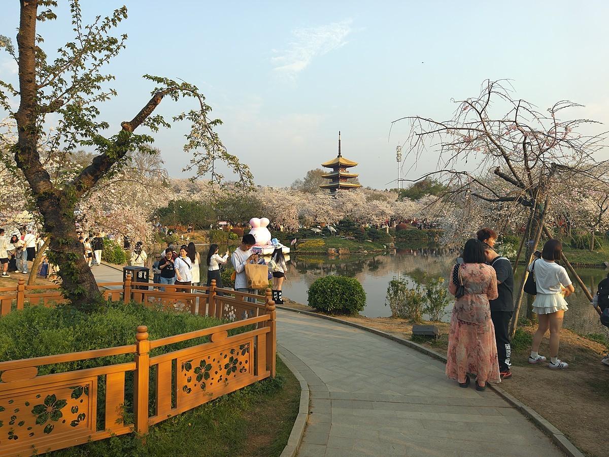 武汉东湖樱花园18