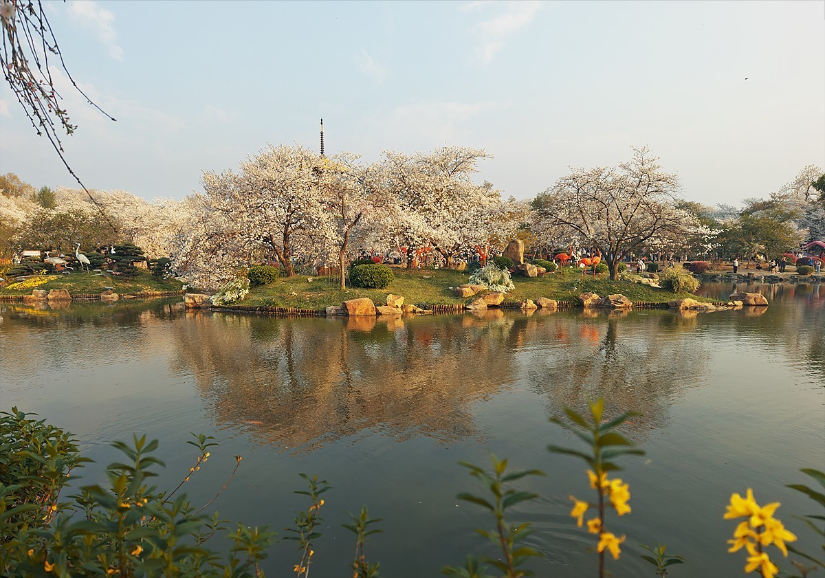 武汉东湖樱花园18