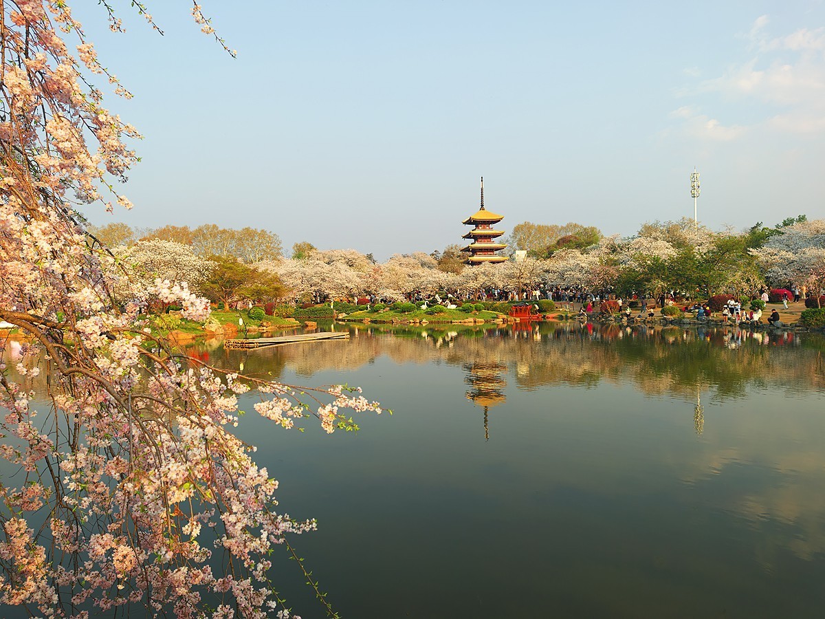 武汉东湖樱花园18