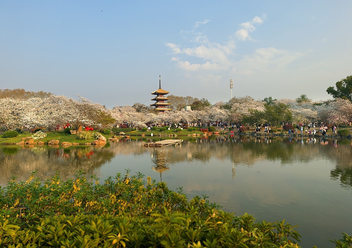 武汉东湖樱花园18