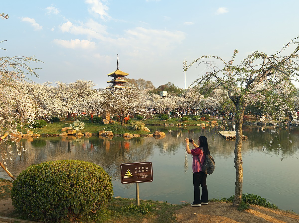 武汉东湖樱花园18