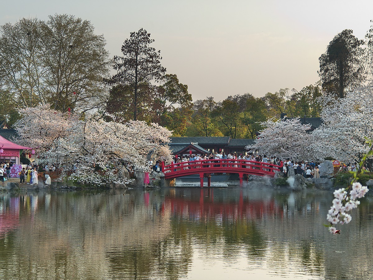 武汉东湖樱花园18