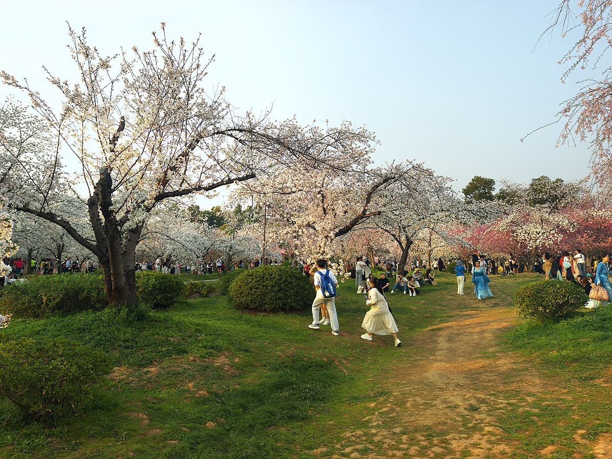 武汉东湖樱花园18