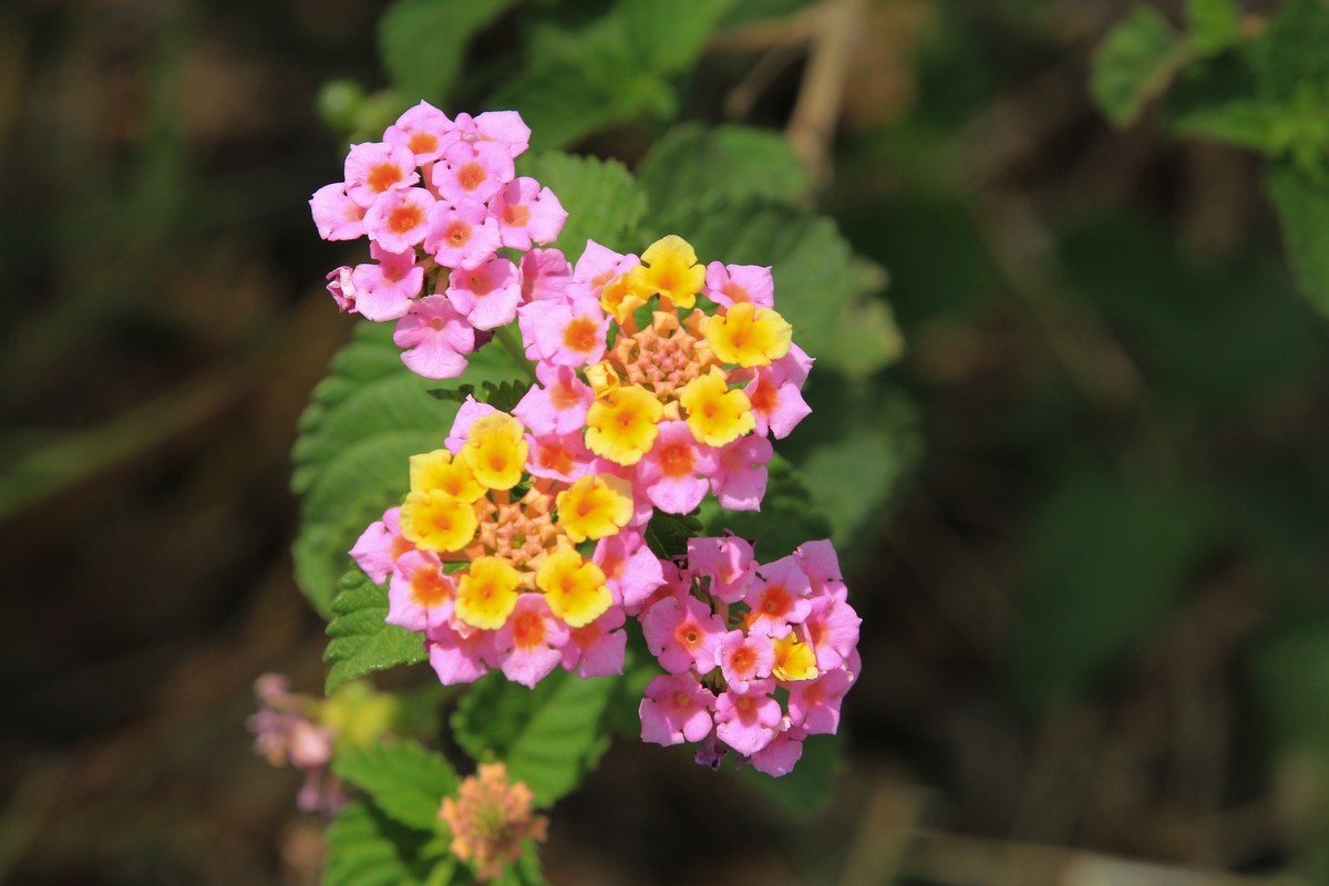 拍摄花卉一（583）