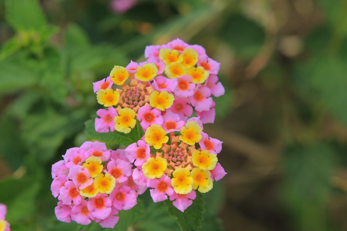 拍摄花卉一（583）