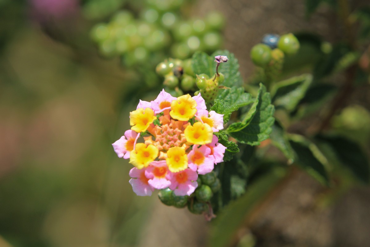 拍摄花卉一（583）