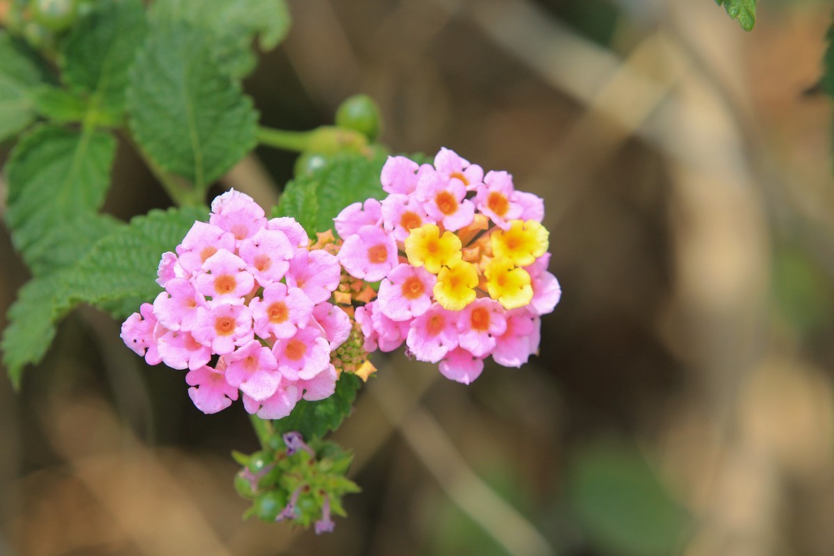 拍摄花卉一（583）