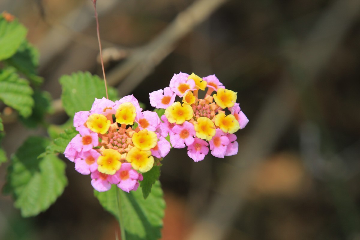 拍摄花卉一（583）