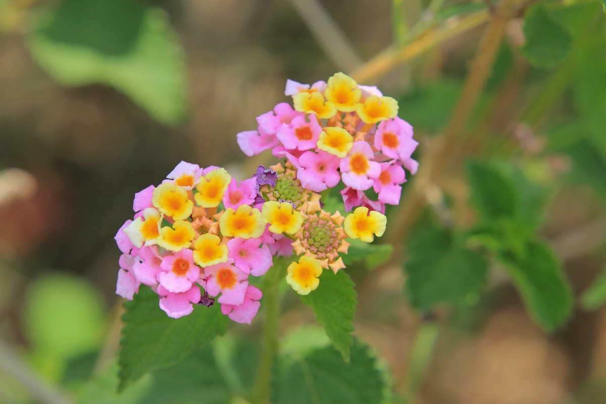 拍摄花卉一（583）