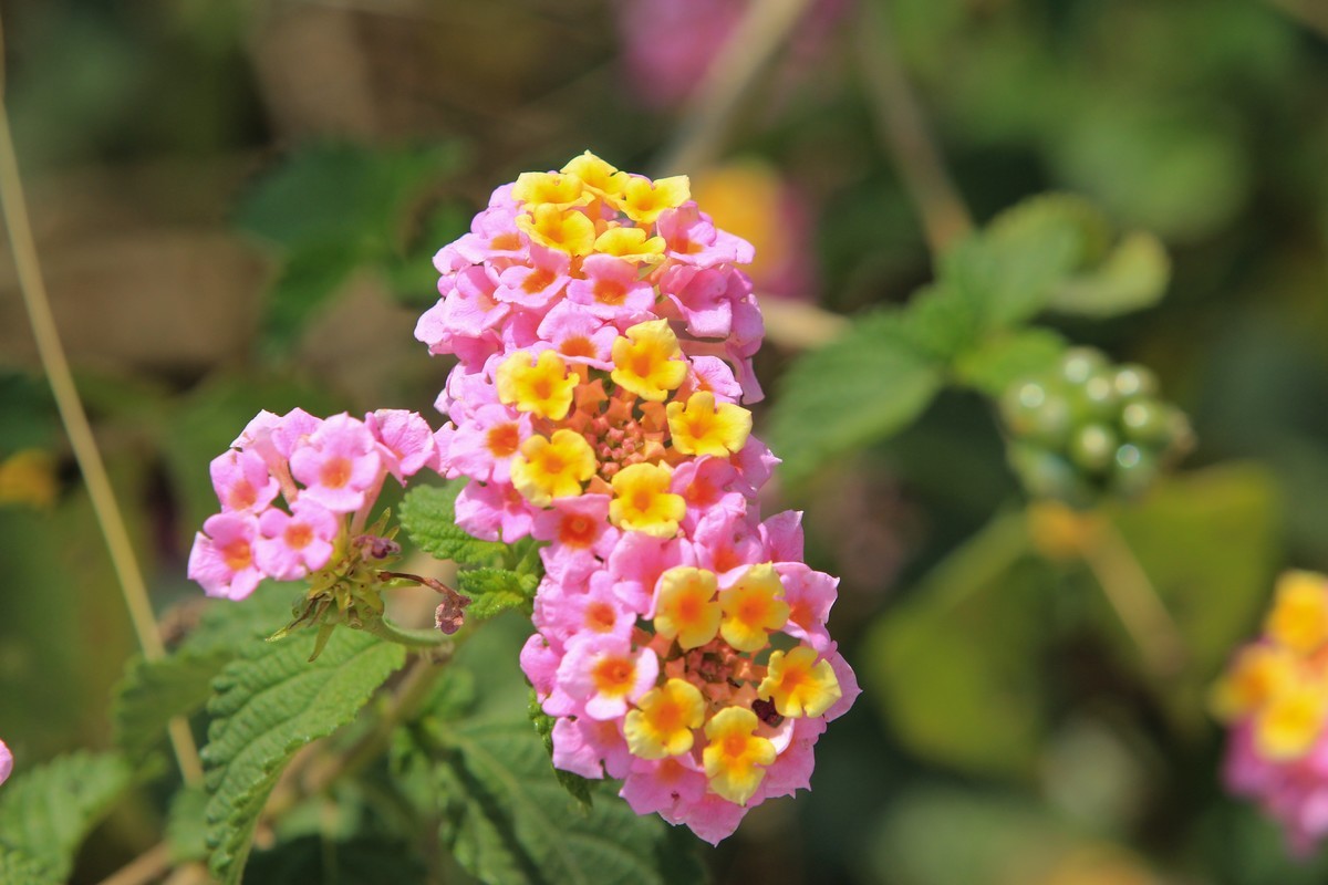 拍摄花卉一（583）