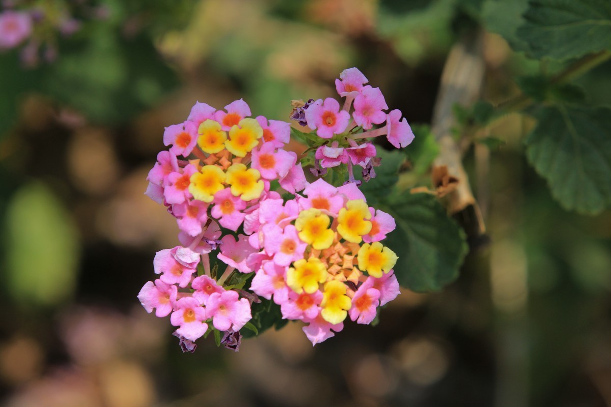 拍摄花卉一（583）