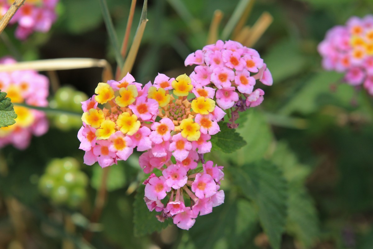 拍摄花卉一（583）