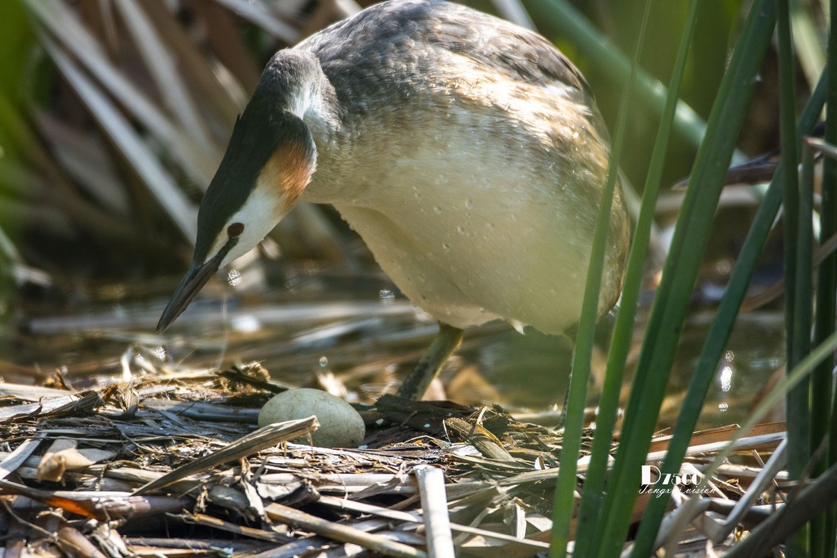 可爱的鸊鷉 （81）