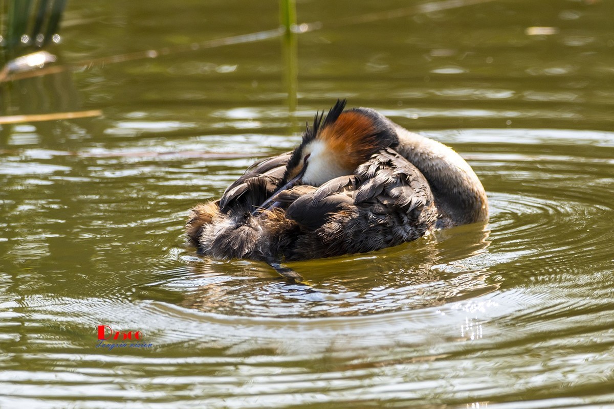可爱的鸊鷉 （81）