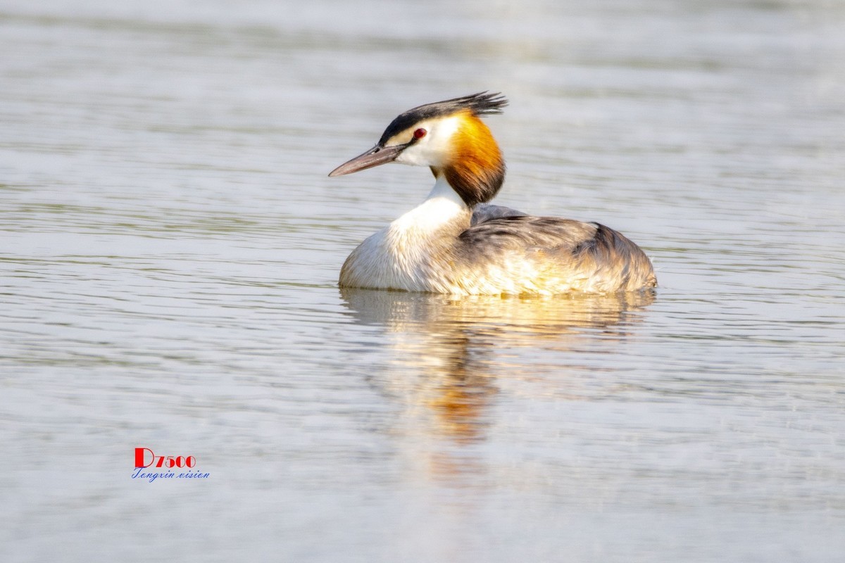 可爱的鸊鷉 （81）