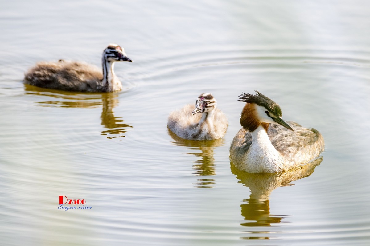 可爱的鸊鷉 （81）