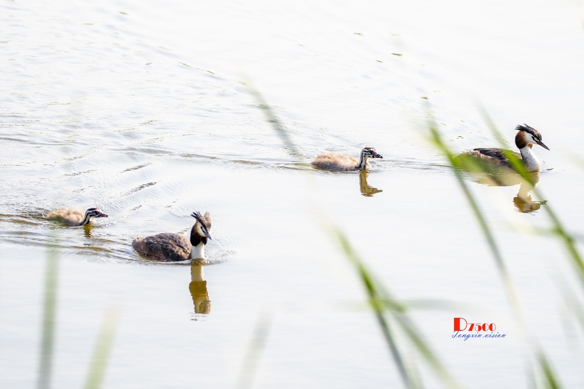 可爱的鸊鷉 （81）