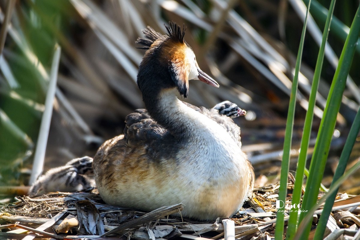 可爱的鸊鷉 （81）