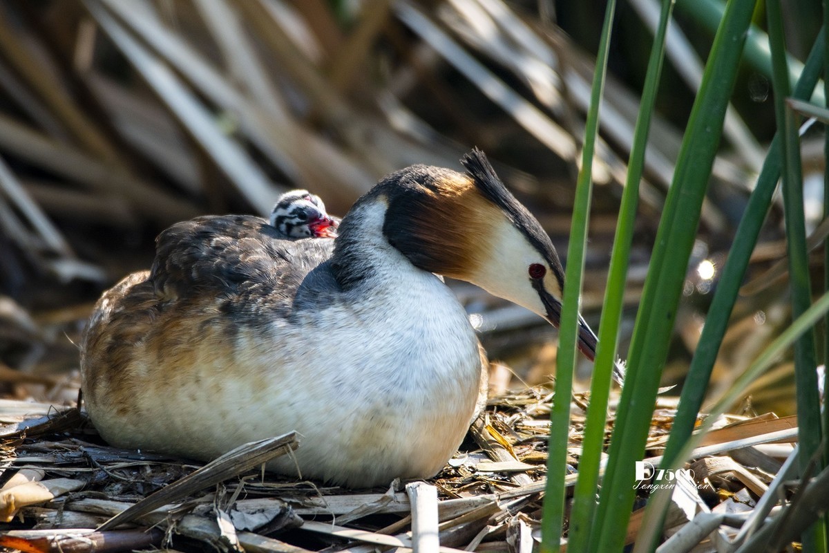 可爱的鸊鷉 （81）