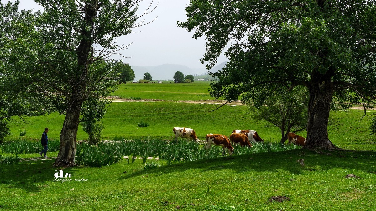 伊犁那拉提（1）