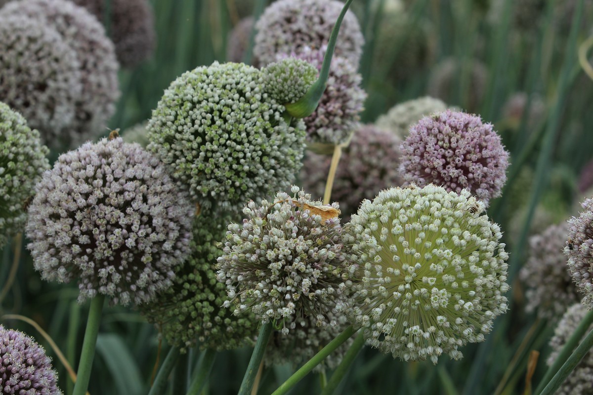 拍摄花卉一（635）