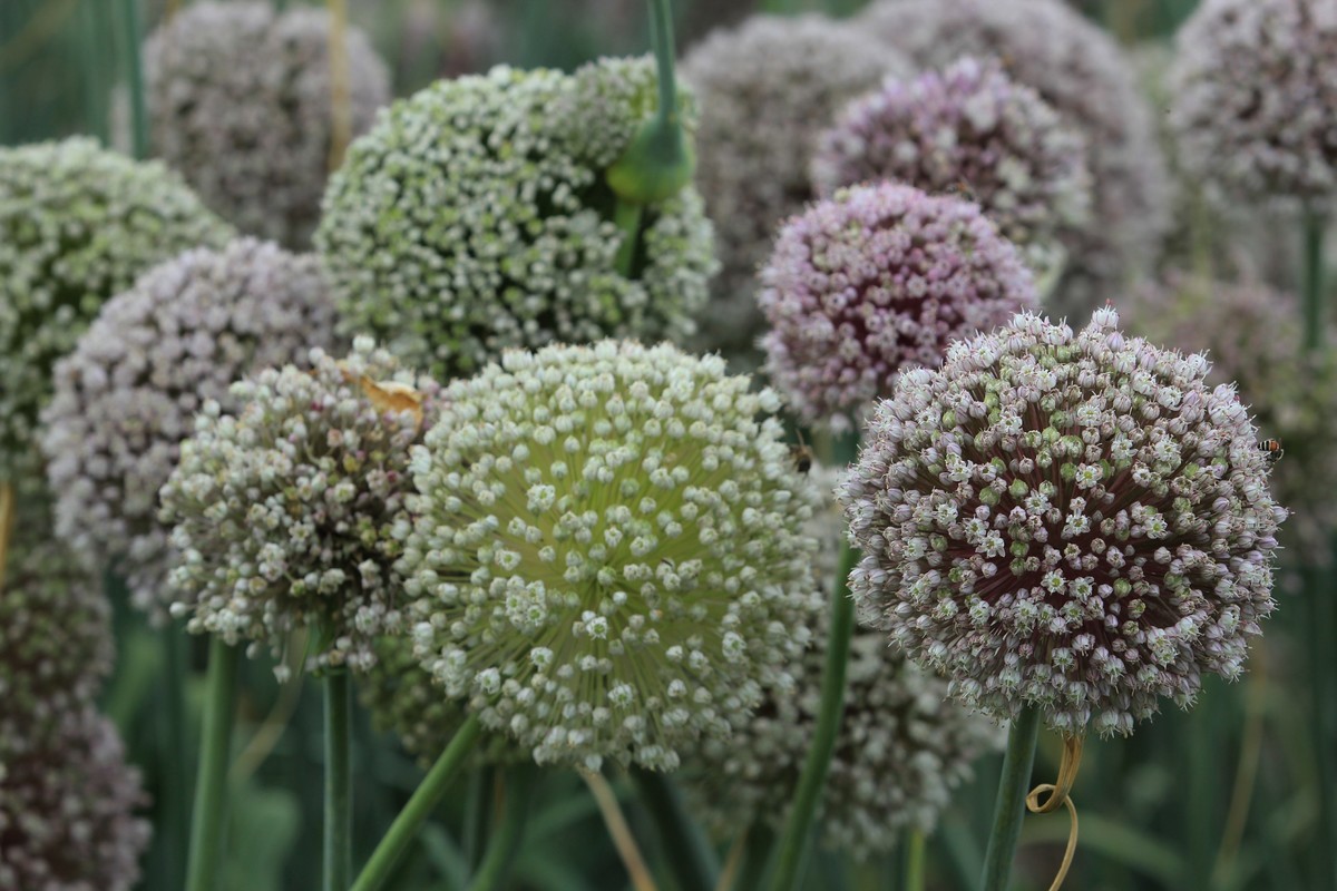 拍摄花卉一（635）