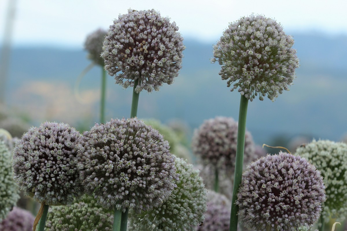 拍摄花卉一（635）