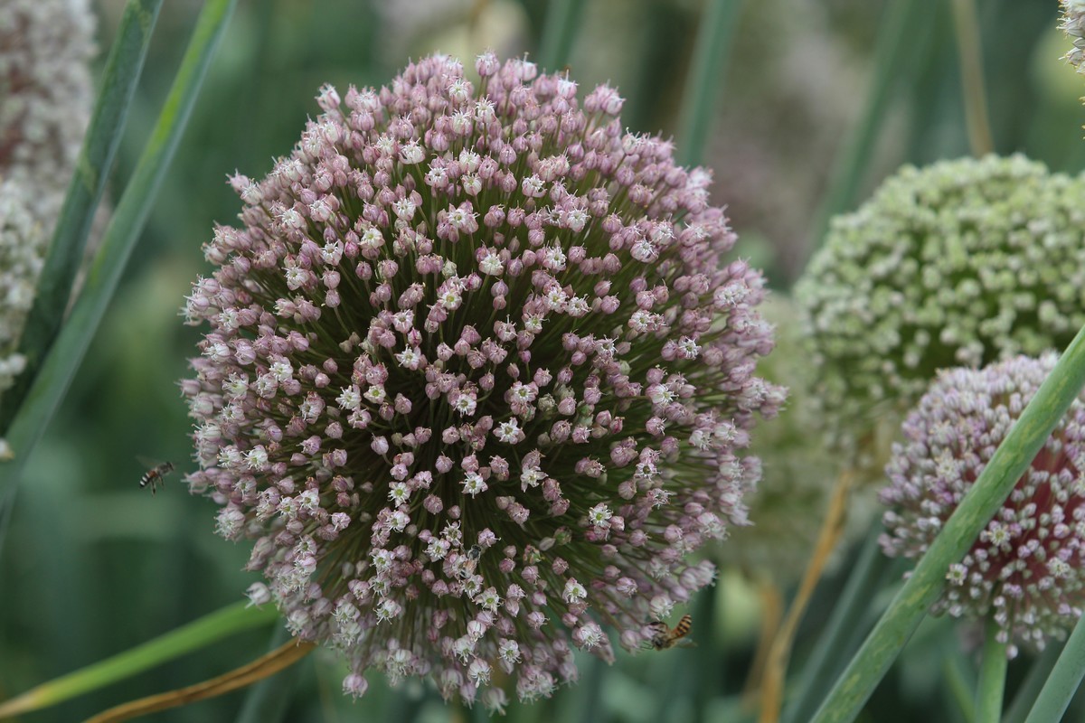 拍摄花卉一（635）