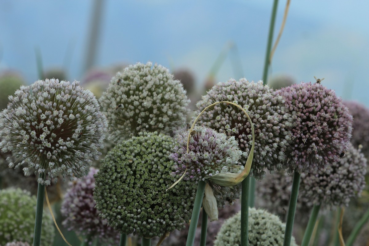 拍摄花卉一（635）