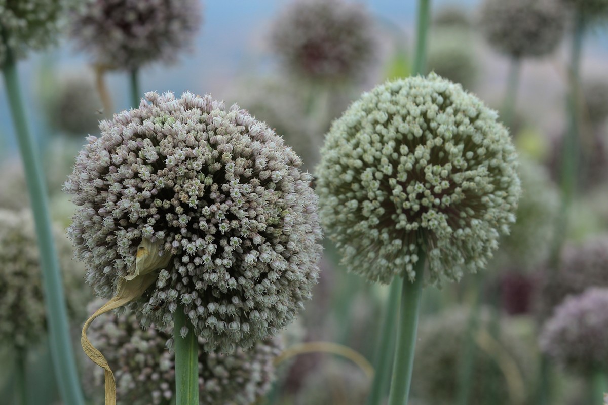 拍摄花卉一（635）