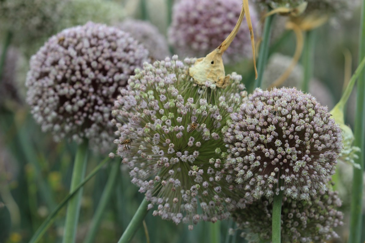 拍摄花卉一（635）