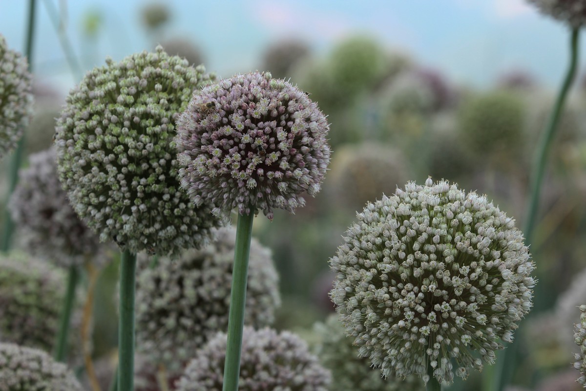 拍摄花卉一（635）