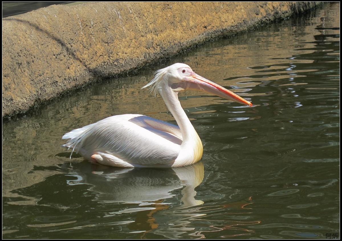 旅游随拍  神户室内动物园