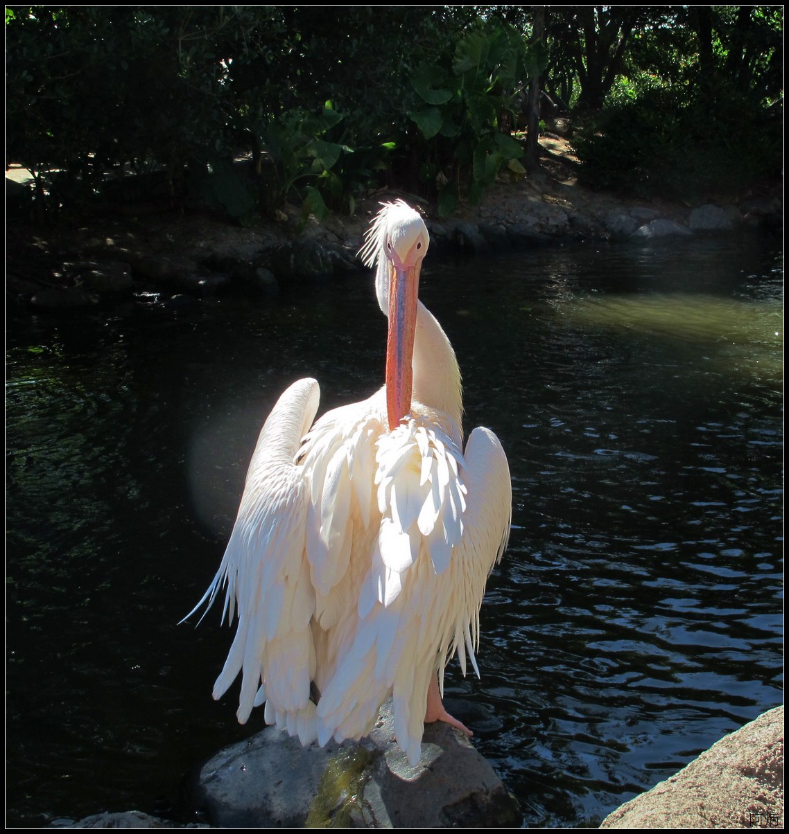 旅游随拍  神户室内动物园