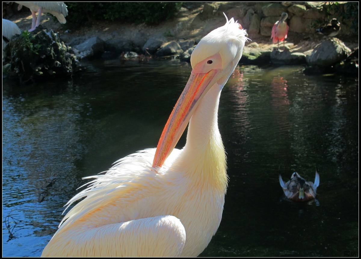 旅游随拍  神户室内动物园