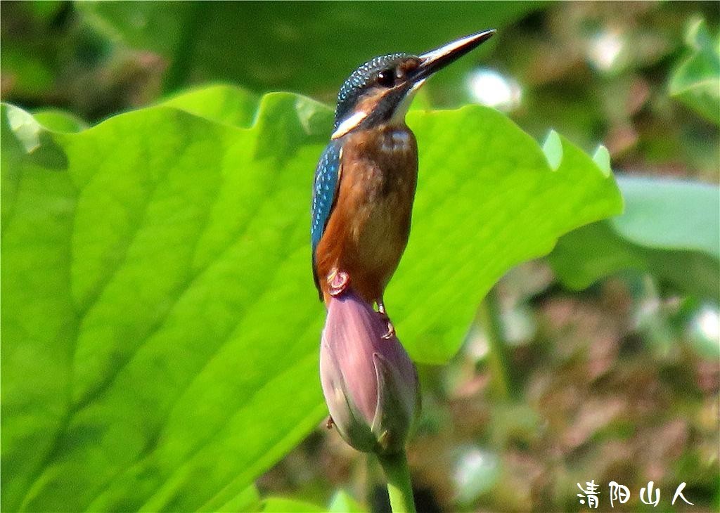 宝清县风景{翠鸟 2}清阳山人