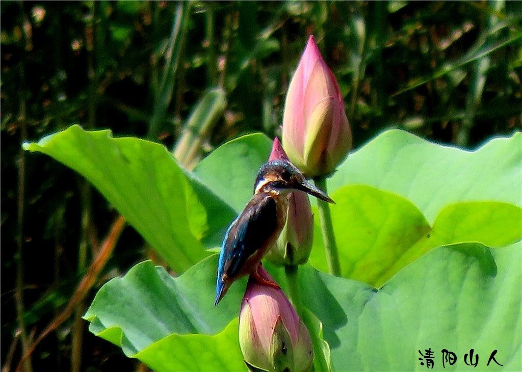 宝清县风景{翠鸟 2}清阳山人