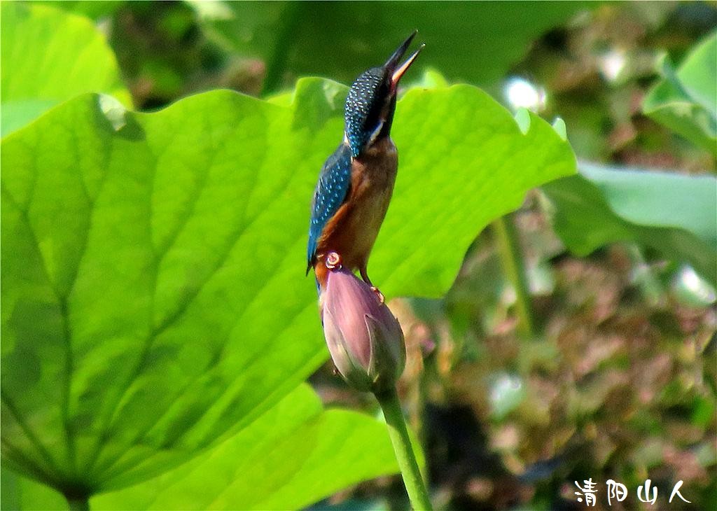 宝清县风景{翠鸟 2}清阳山人