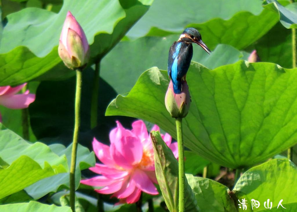 宝清县风景{翠鸟 2}清阳山人