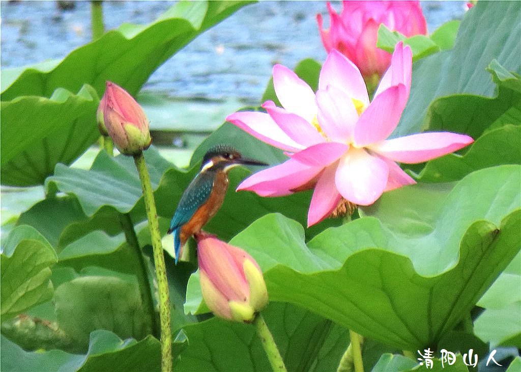 宝清县风景{翠鸟 2}清阳山人