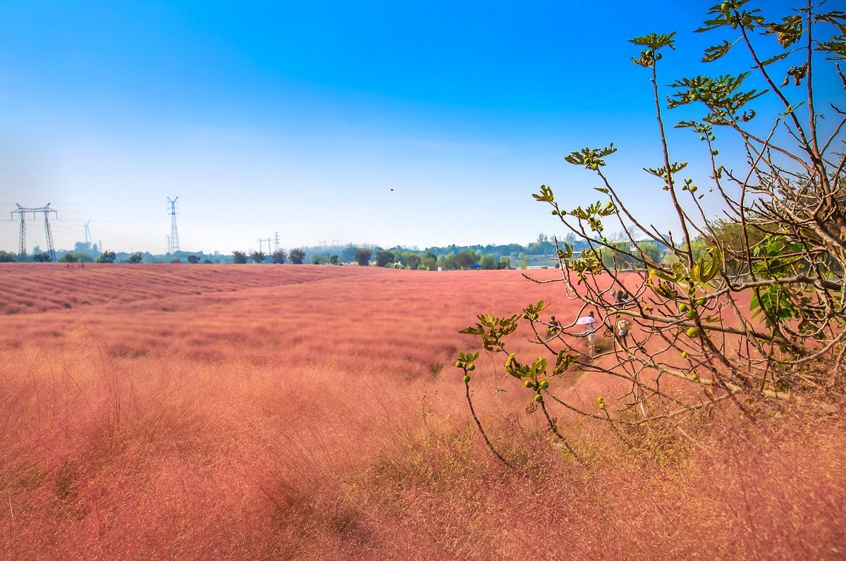 2023-11-26扬州长兴农场粉黛乱子草花海（七）